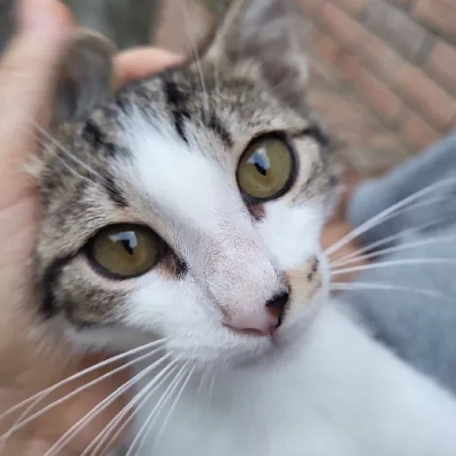 Котенок Космо