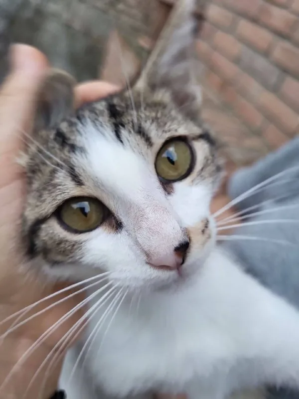Котенок Космо 1