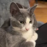 Котёнок Вишня 2