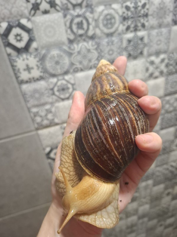 Улитки ахатины иммакуляты и альбины 4