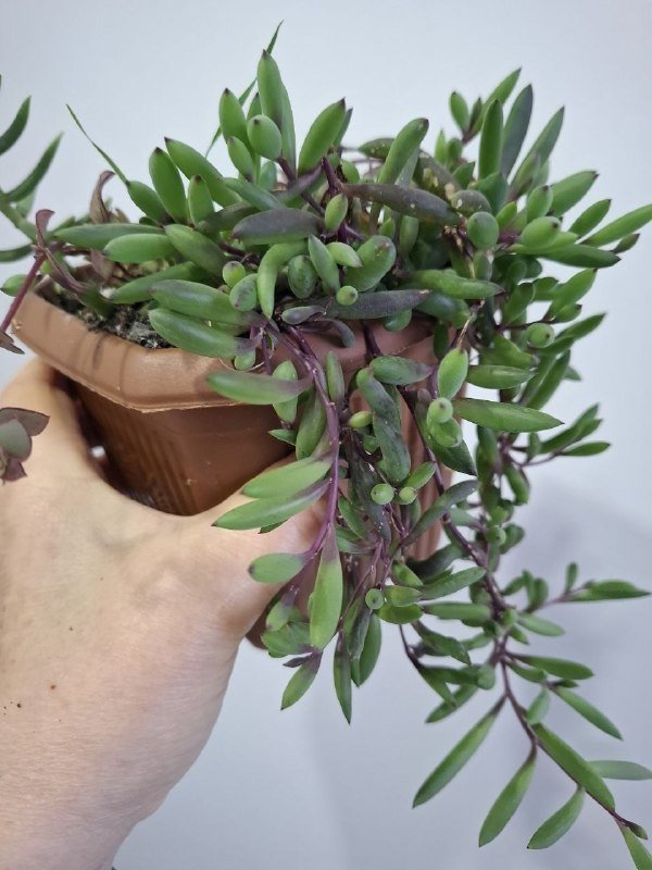 Комнатные растения 9