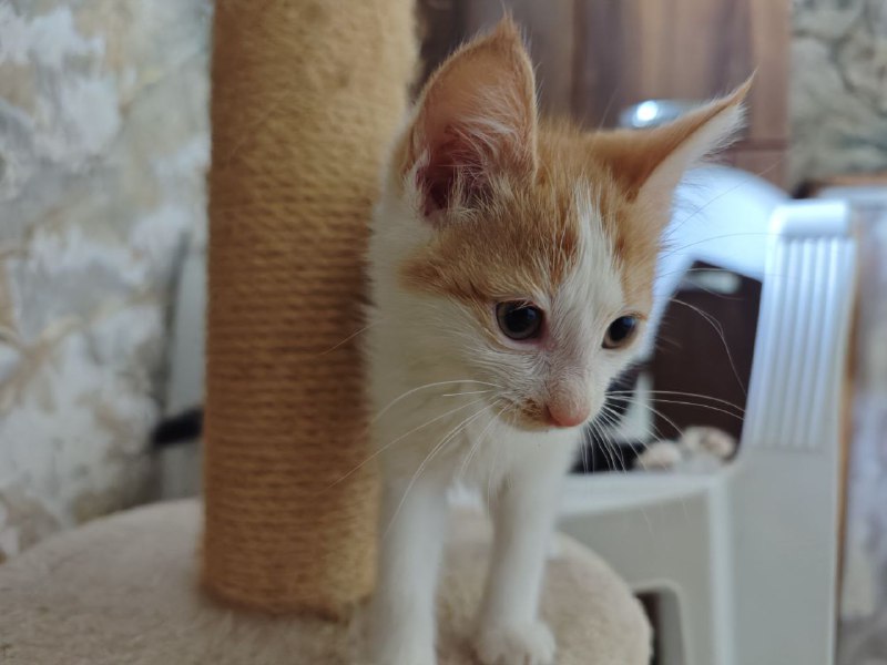 Котята Миска и Кастрюлька ищут дом