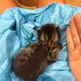 Котёнок ищет дом 1