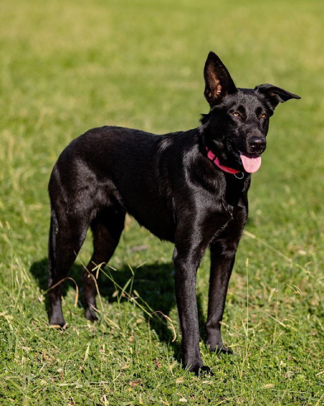 Метиска овчарки для дома 3