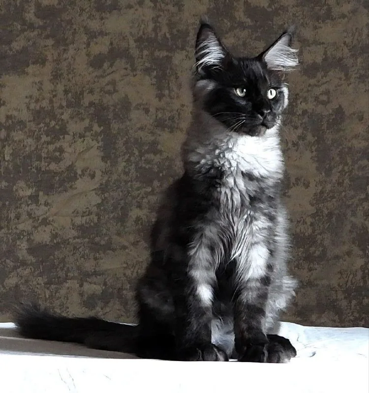 Котята мейн-кун, щенки мареммы 1