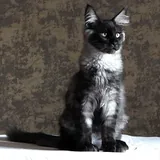 Котята мейн-кун, щенки мареммы 1