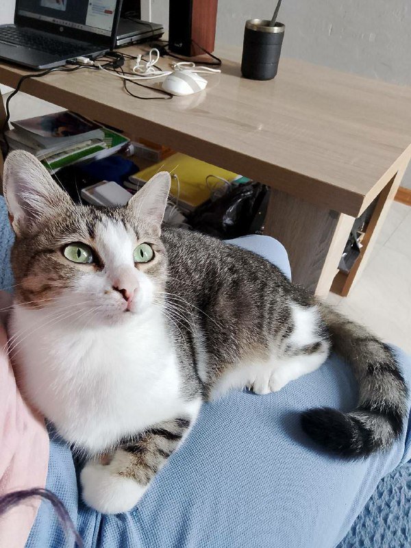 Кошка Сабрина ищет дом 3