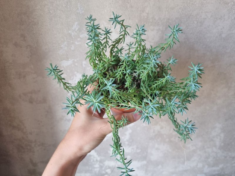 Очиток отогнутый в горшочке 9,5 см 2