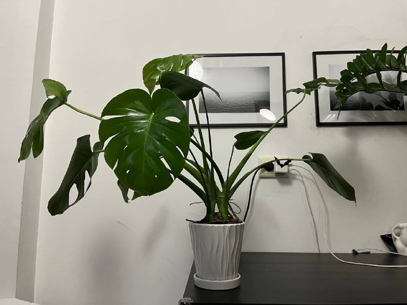 Большая Монстера в керамическом горшке 2