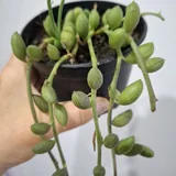 Суккуленты 4