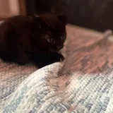 Котята, монстеры, аспарагусы, калатеи 4