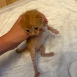 Котята 1