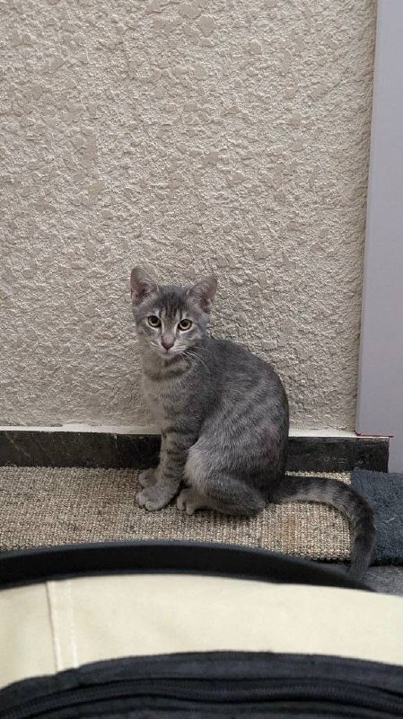 Котёнок Фёрби 4 месяца в дар 4