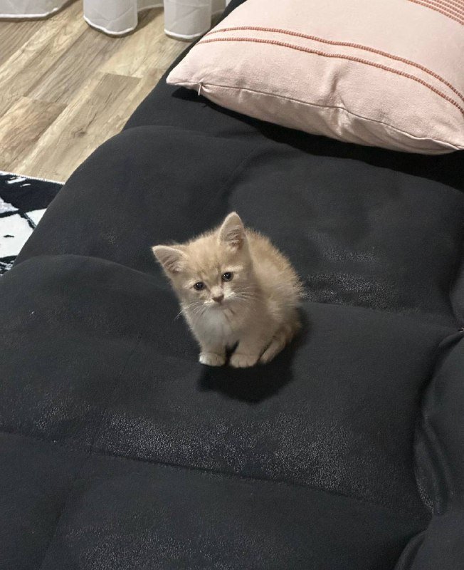 Персиковое чудо Паудер котёнок ищет дом 2