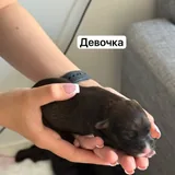 Щенки 2