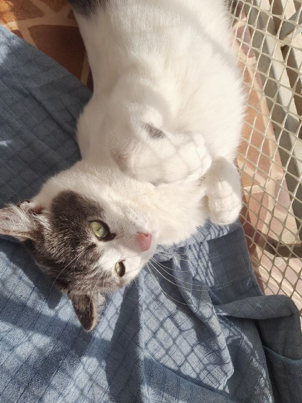 Кошка Мышка ищет дом 2