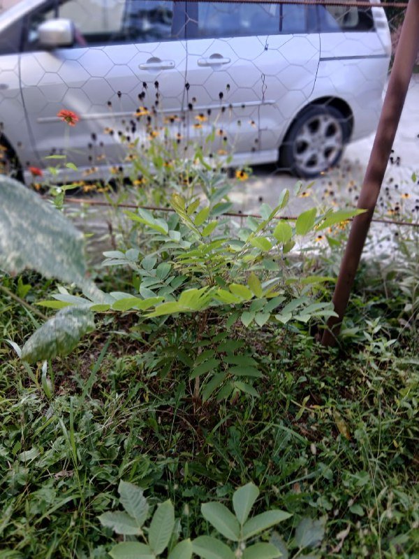 Саженцы маньчжурского ореха