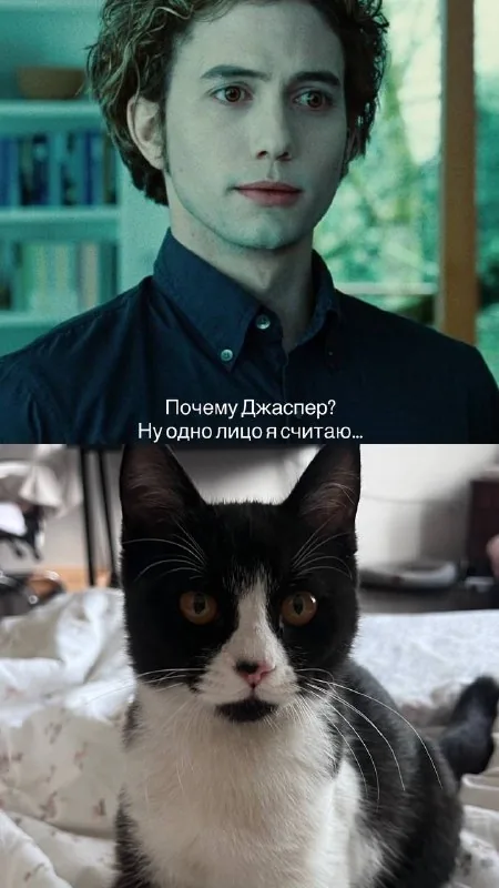 Джаспер, котёнок ищет дом 1