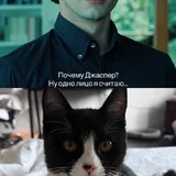 Джаспер, котёнок ищет дом 1