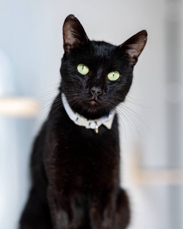 Черный кот Мистер Фрэнк ищет дом 5