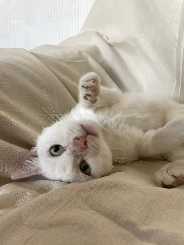 Белая кошка 1,5 года стерилизованная 2