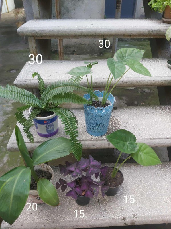 Разные растения