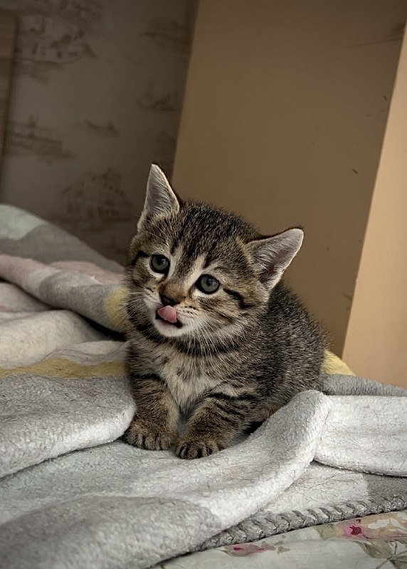 котята мальчик и девочка для ответственных родителей 2