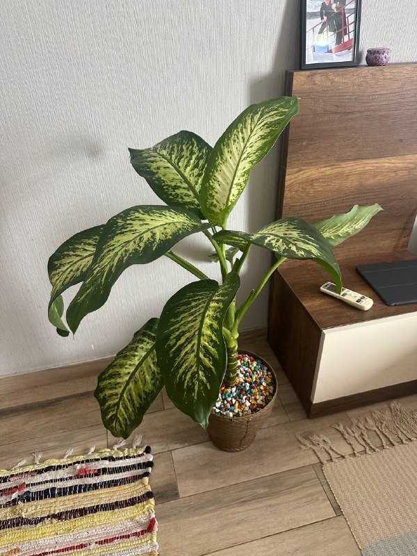 Кастрюля, кухонные инструменты, средство для очищения пор, растения 6