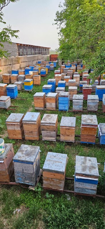 Натуральная пчелиная продукция с домашней пасеки 1