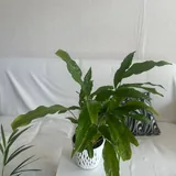 Комнатные растения 10