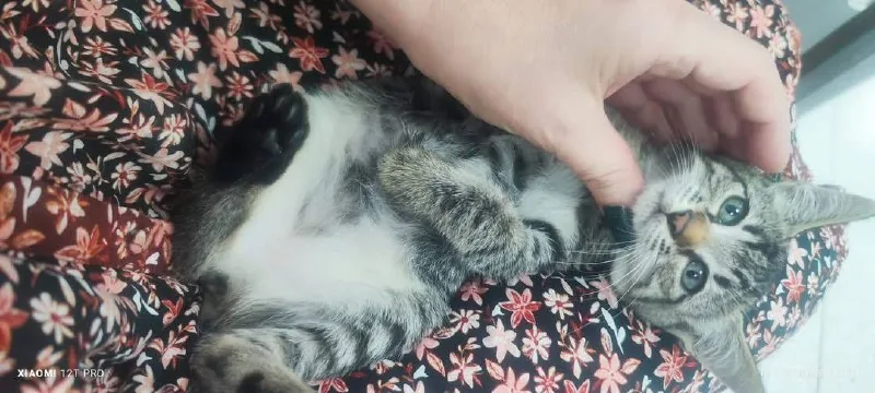 Котёнок 1