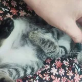 Котёнок 1