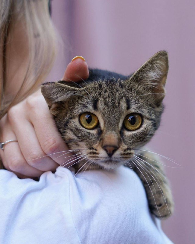 Котёнок Эшли для дома 4