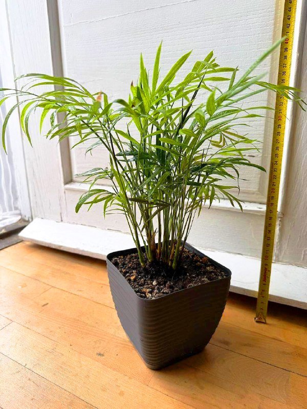 Цветы комнатные растения с горшками и кашпо 5