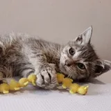 Котята, кошки 1