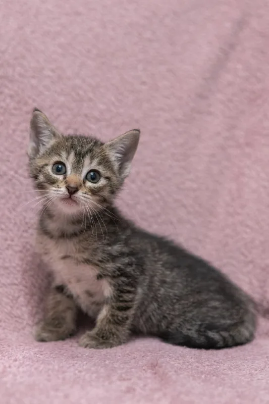 Котята 1