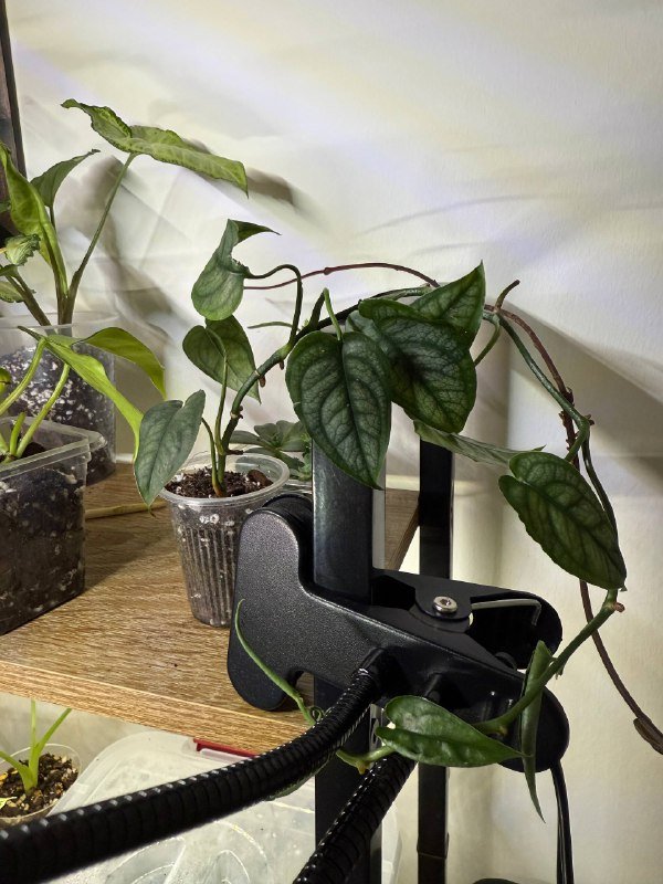 Комнатные растения в горшках разные размеры 6