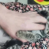 Котёнок 2