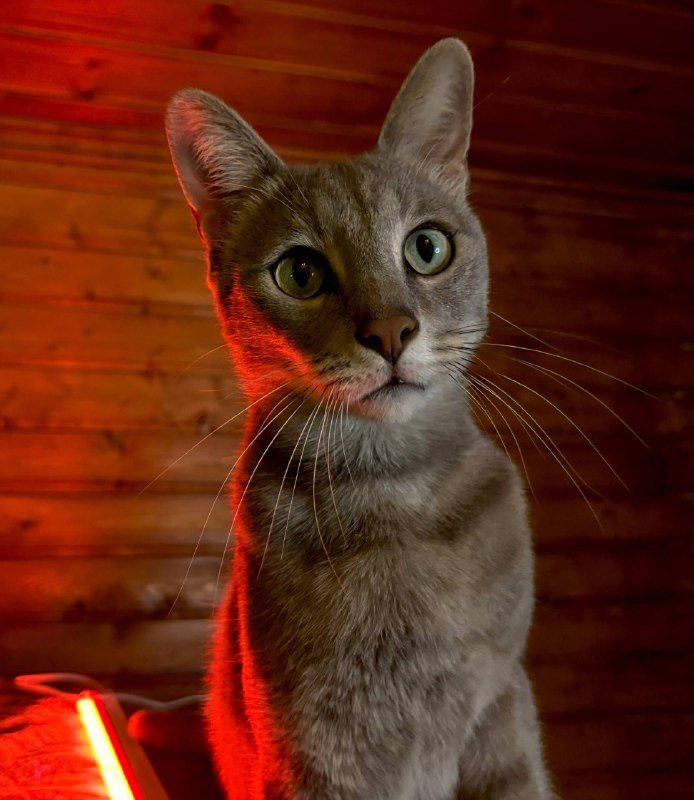 Кот Веня 3