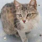 Котята 4