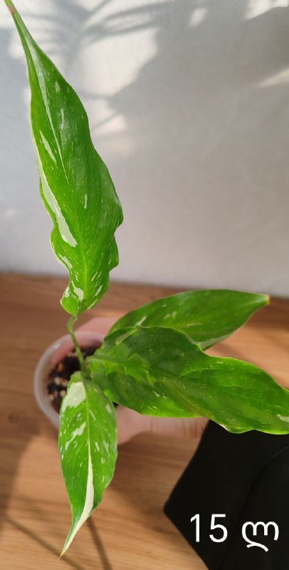 Комнатные растения 7