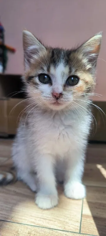 Трёхцветная кошечка Тэйси 1