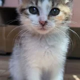 Трёхцветная кошечка Тэйси 1