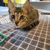 Котенок табби, девочка 2