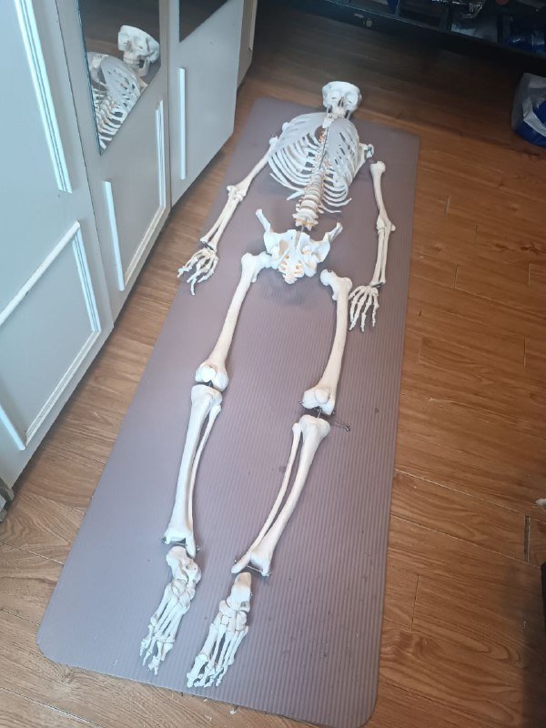 Анатомический скелет человека 170 см 9