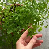 Комнатные цветы, растения 2