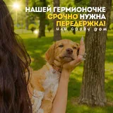 Гермиона, щенок 2