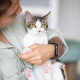 Котенок Космо ищет дом 4