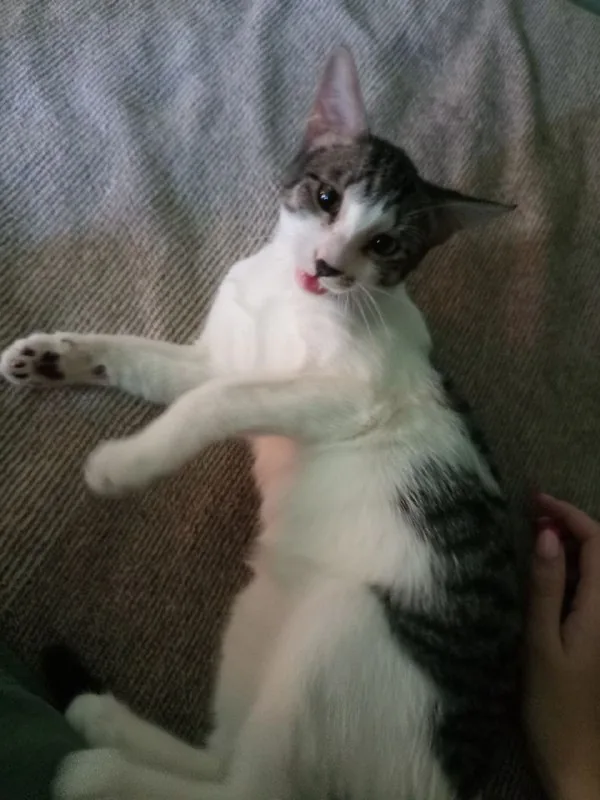 Котята 1