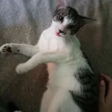 Котята 1